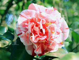 Picture of Camellia japonica 'Mabel Bryan'