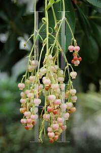 Picture of Arbutus  'Marina'