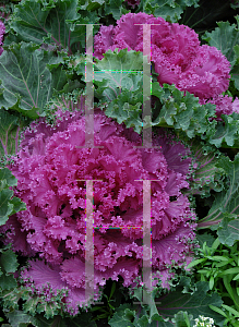 Picture of Brassica oleracea (Acephala Group) 'Nagoya Red'