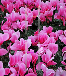 Picture of Cyclamen persicum 'Carmen'