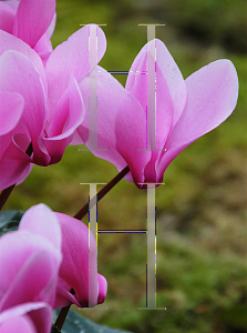 Picture of Cyclamen persicum 'Carmen'