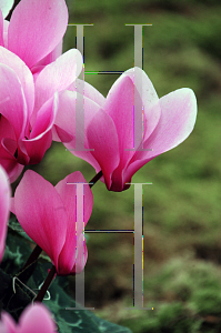 Picture of Cyclamen persicum 'Carmen'