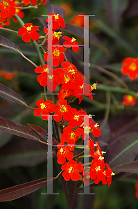 Picture of Euphorbia fulgens 'Purple Leaf'