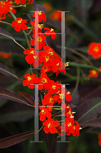 Picture of Euphorbia fulgens 'Purple Leaf'