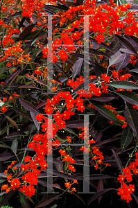 Picture of Euphorbia fulgens 'Purple Leaf'