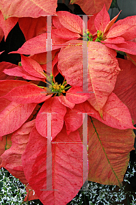 Picture of Euphorbia pulcherrima 'Da Vinci'