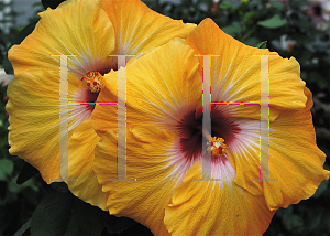 Picture of Hibiscus rosa-sinensis 'Jason'