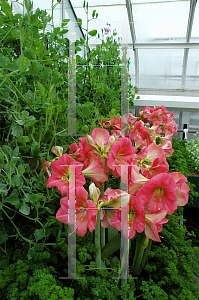 Picture of Hippeastrum  'Vera'