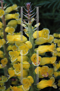 Picture of Lachenalia  'Romaud'