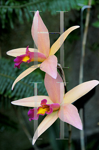 Picture of Laelia  'Showtime'