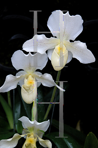 Picture of Paphiopedilum x 