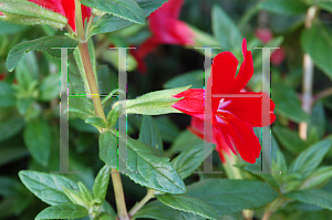 Picture of Ruellia elegans 