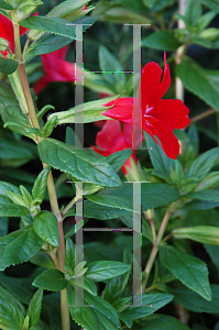 Picture of Ruellia elegans 