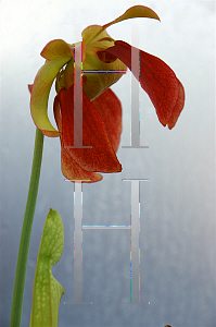 Picture of Sarracenia x catesbaei 