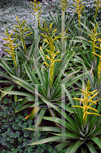 Picture of Tillandsia oerstediana 