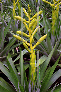 Picture of Tillandsia oerstediana 