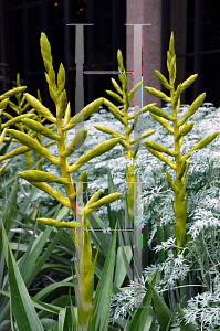 Picture of Tillandsia oerstediana 