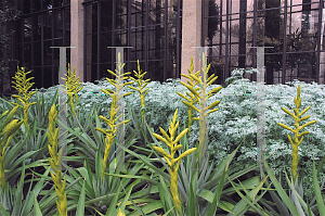 Picture of Tillandsia oerstediana 