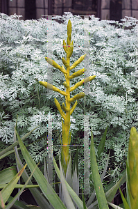 Picture of Tillandsia oerstediana 