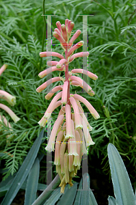 Picture of Veltheimia capensis 