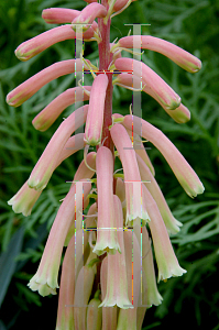 Picture of Veltheimia capensis 