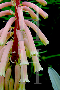 Picture of Veltheimia capensis 