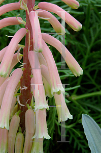 Picture of Veltheimia capensis 