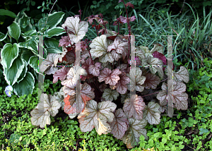 Picture of Heuchera  'Pinot Gris'