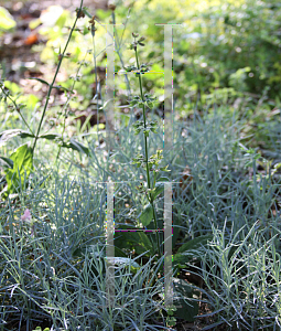 Picture of Salvia lyrata 