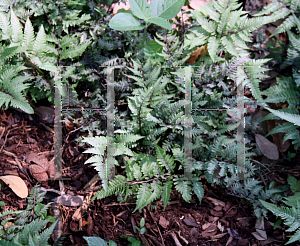 Picture of Athyrium x 'Ghost'