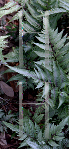 Picture of Athyrium x 'Ghost'