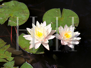 Picture of Nymphaea x hybrida 