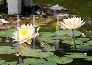 Picture of Nymphaea x hybrida 