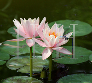 Picture of Nymphaea x hybrida 