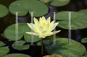 Picture of Nymphaea x hybrida 