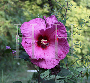 Picture of Hibiscus moscheutos 'Plum Crazy'