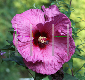 Picture of Hibiscus moscheutos 'Plum Crazy'