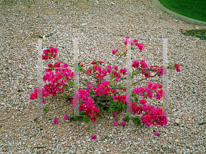 Picture of Bougainvillea spp. 