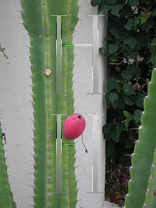 Picture of Cereus uruguayanus 