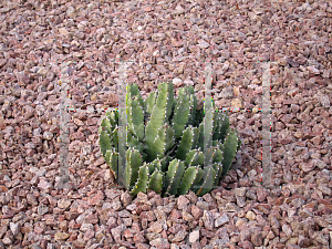 Picture of Cereus uruguayanus 