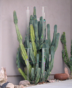 Picture of Cereus uruguayanus 