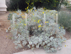 Picture of Encelia farinosa 