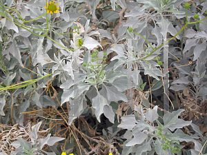 Picture of Encelia farinosa 