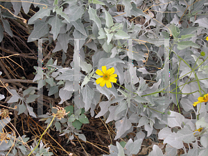 Picture of Encelia farinosa 