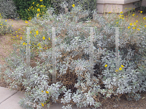 Picture of Encelia farinosa 