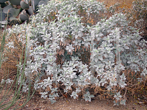 Picture of Encelia farinosa 