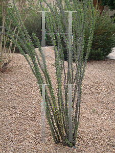 Picture of Fouquieria splendens 