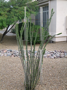 Picture of Fouquieria splendens 