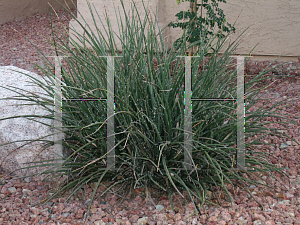 Picture of Hesperaloe parviflora 