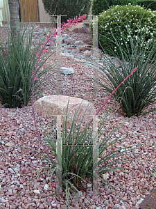 Picture of Hesperaloe parviflora 